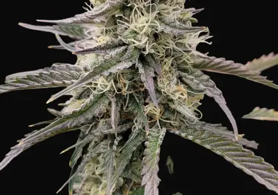 Big PUNch Auto