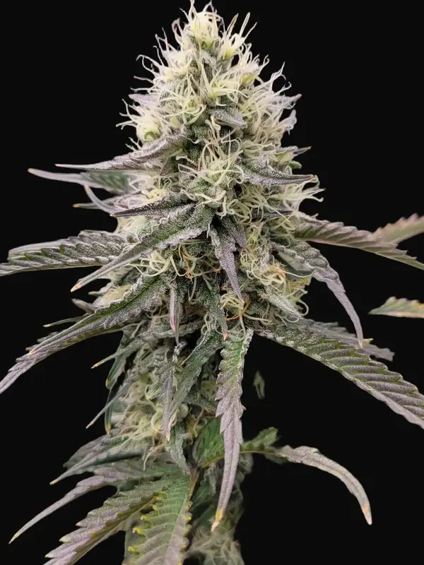 Big PUNch Auto