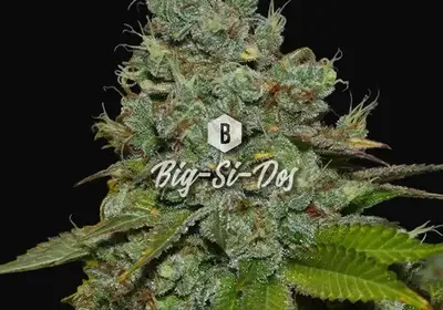 Big-Si-Dos