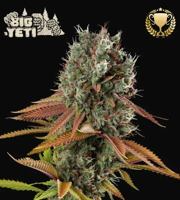 Big Yeti