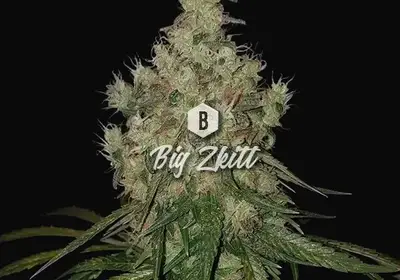 Big Zkitt