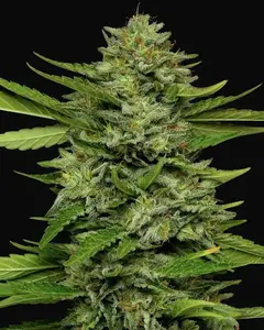 Bigfoot Glue