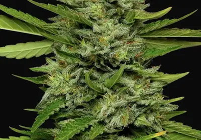 Bigfoot Glue