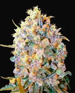Bigger Bud