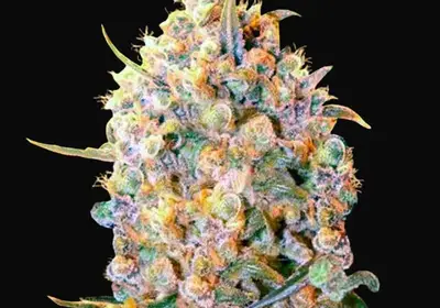 Bigger Bud