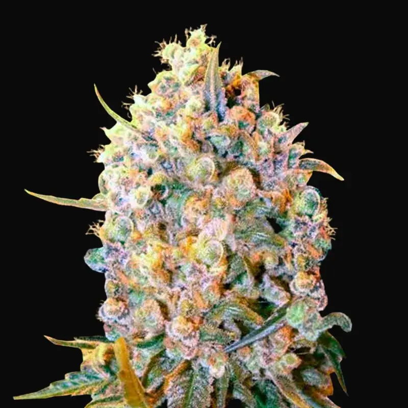 Bigger Bud