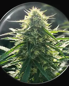 BioRelief CBD