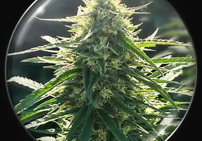 BioRelief CBD