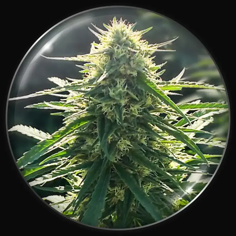 BioRelief CBD