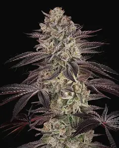 Biscotti Auto