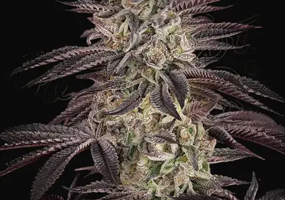 Biscotti Auto