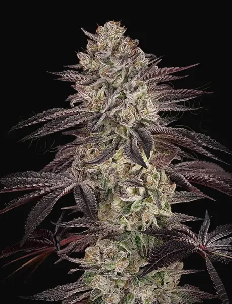 Biscotti Auto