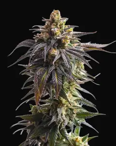 Biscotti Auto