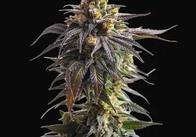 Biscotti Auto