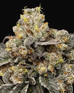 Biscotti Zkittlez