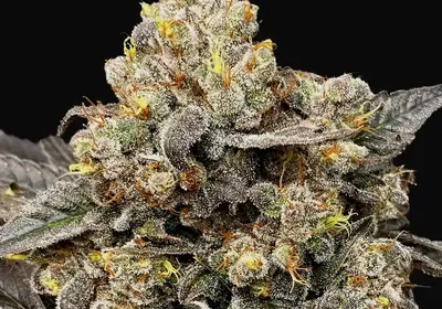 Biscotti Zkittlez
