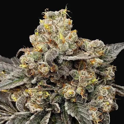 Biscotti Zkittlez