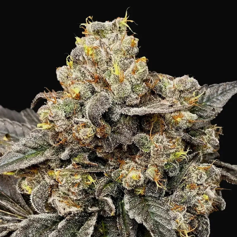 Biscotti Zkittlez
