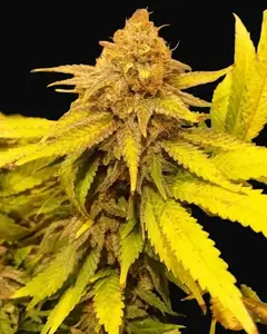 Black Afghan