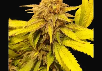 Black Afghan