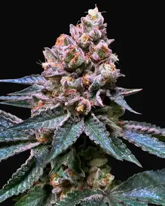 Black Apple Hitchcock