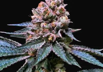 Black Apple Hitchcock