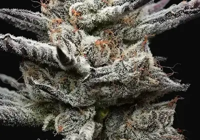 Black Cherry Gushers