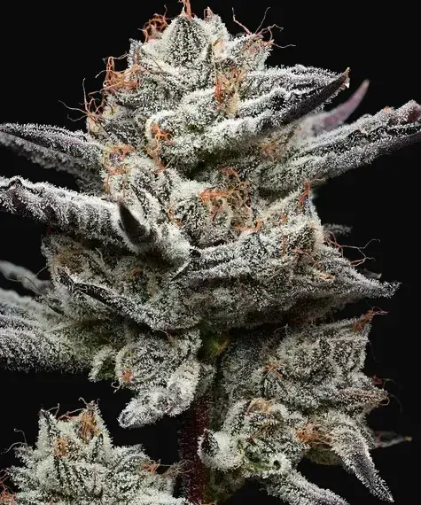 Black Cherry Gushers