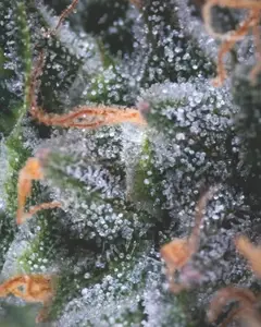 Black Cherry Punch Auto
