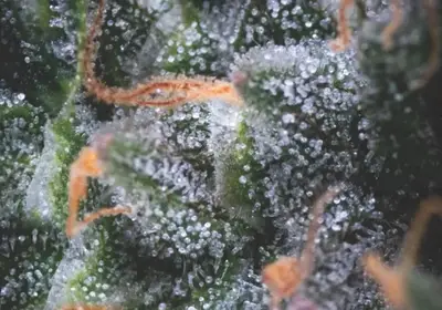 Black Cherry Punch Auto
