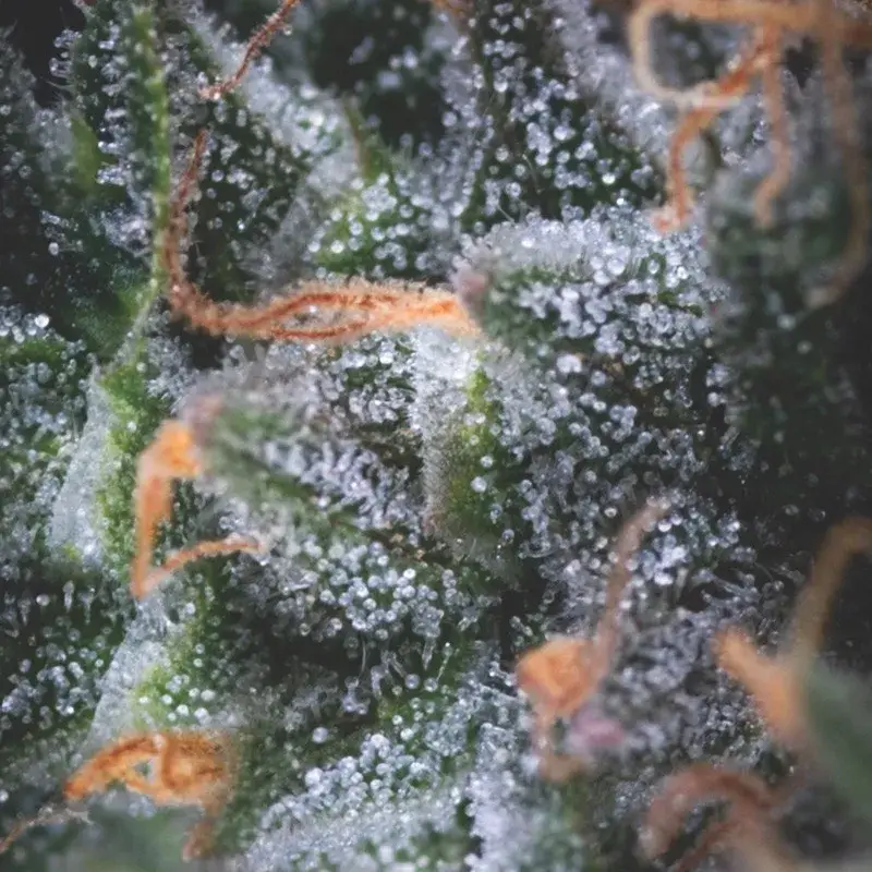 Black Cherry Punch Auto