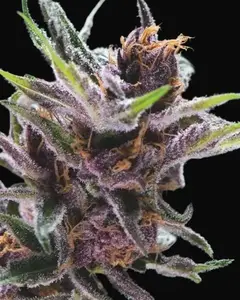 Black Cherry Punch
