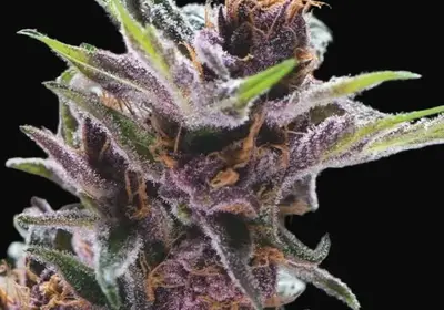 Black Cherry Punch