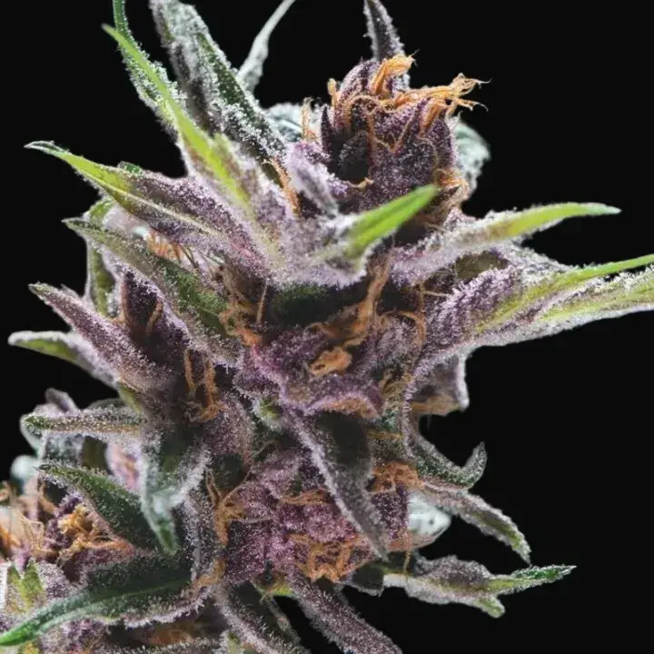 Black Cherry Punch