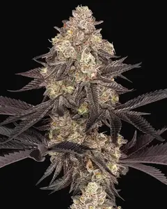 Black Cherry Reserve Feminized