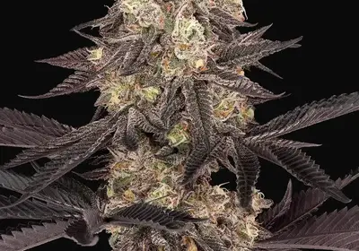 Black Cherry Reserve Feminized