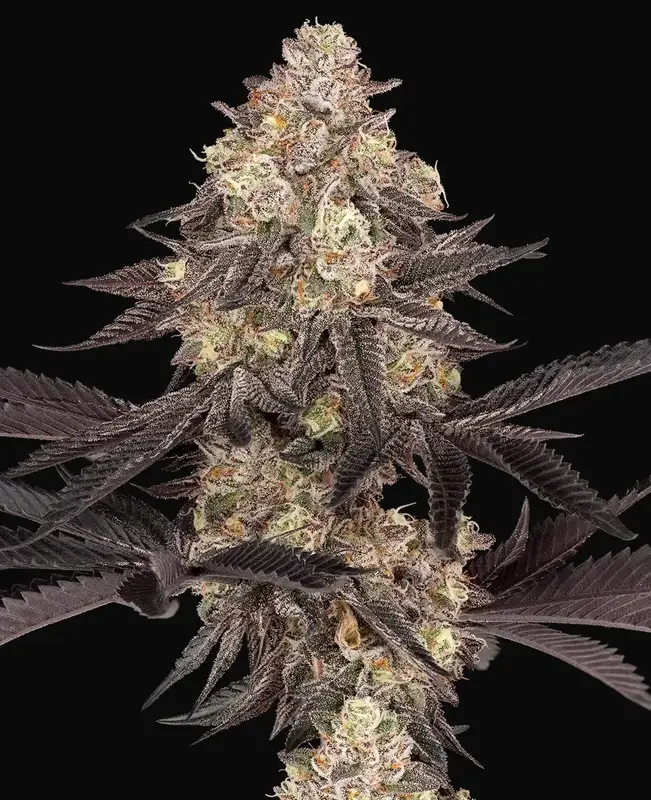 Black Cherry Reserve Feminized