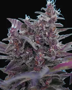 Black Cream Auto