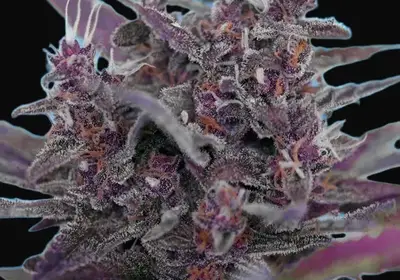 Black Cream Auto
