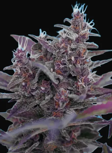 Black Cream Auto