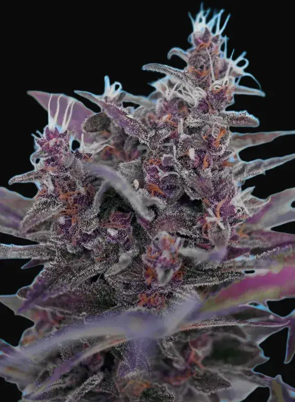 Black Cream Auto