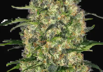 Black Domina Feminized