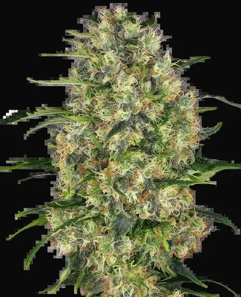 Black Domina Feminized
