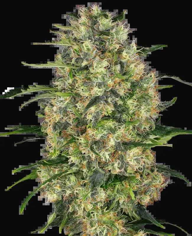 Black Domina Feminized