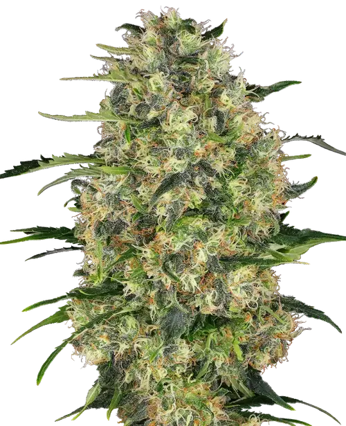 Black Domina Feminized