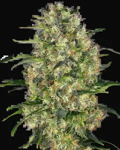Black Domina