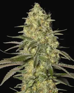 Black Dream