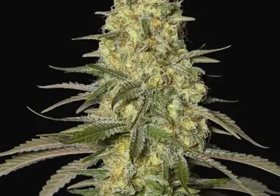 Black Dream