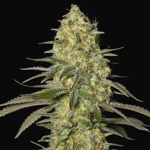 Black Dream