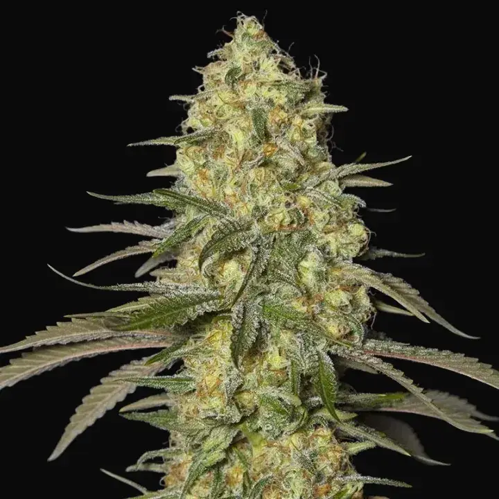 Black Dream